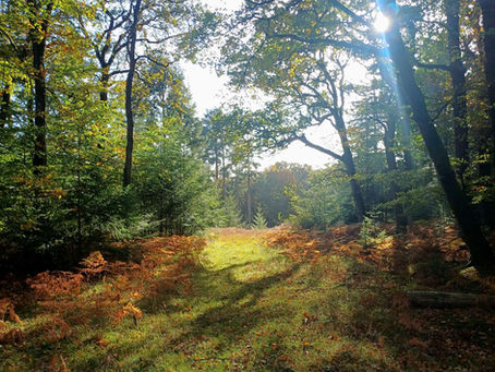 Thoughts and friends on an autumnal stroll