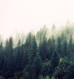 Misty Woodland