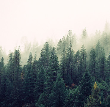 Misty Woodland