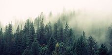 Misty Woodland