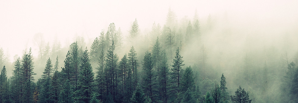Misty Woodland