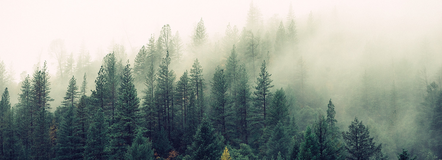 Misty Woodland