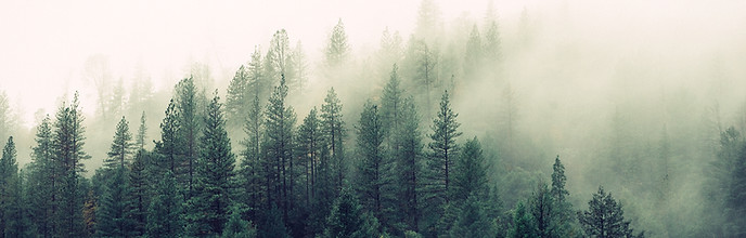 Misty Woodland
