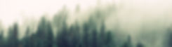 Misty Woodland