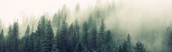 Misty Woodland