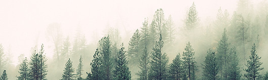 Misty Woodland