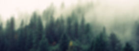 Misty Woodland