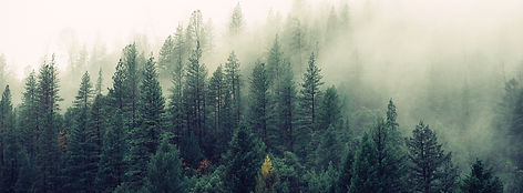 Misty Woodland