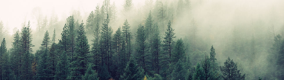 Misty Woodland