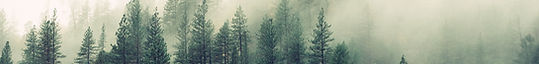 Misty Woodland
