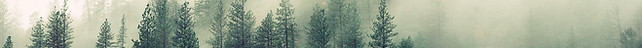 Misty Woodland