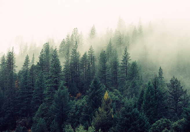 Misty Woodland