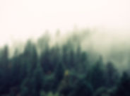 Misty Woodland