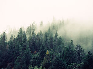 Misty Woodland
