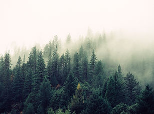 Misty Woodland
