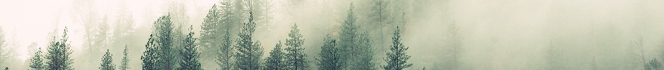 Misty Woodland