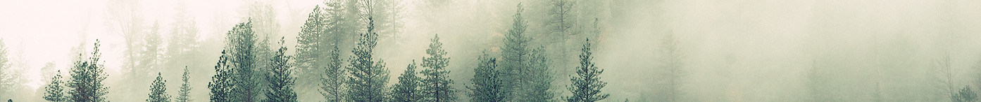Misty Woodland
