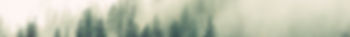 Misty Woodland