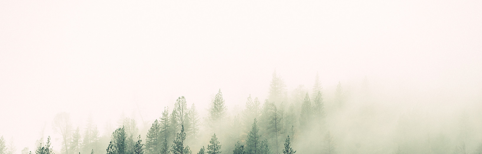 Misty Woodland