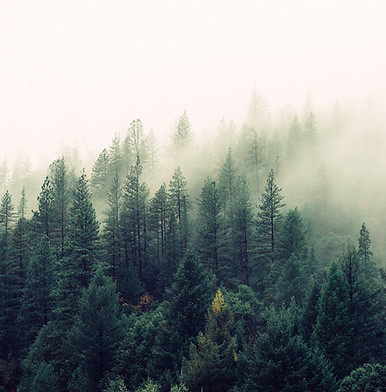 Misty Woodland