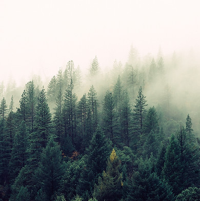 Misty Woodland