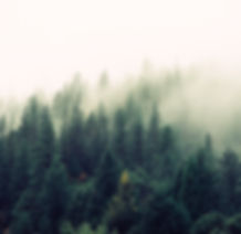 Misty Woodland