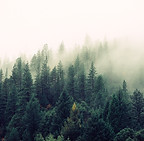 Misty Woodland