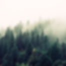 Misty Woodland