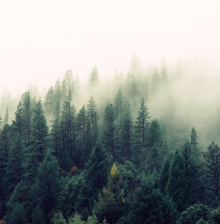 Misty Woodland