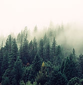 Misty Woodland