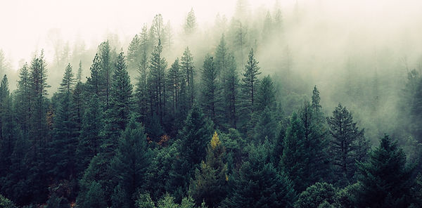 Misty Woodland
