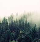 Misty Woodland