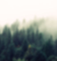 Misty Woodland