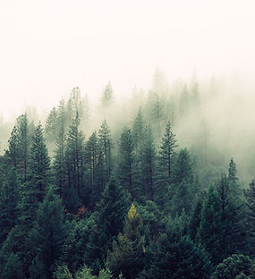 Misty Woodland