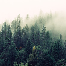 Misty Woodland