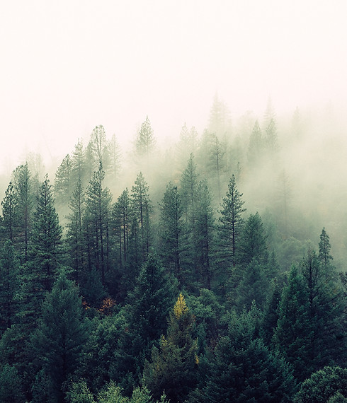 Misty Woodland