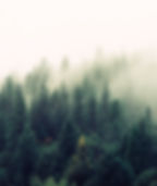 Misty Woodland