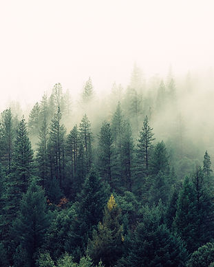 Misty Woodland