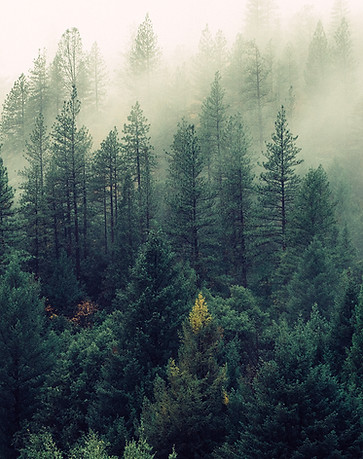 Misty Woodland