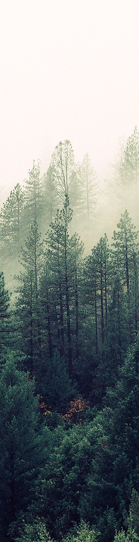 Misty Woodland