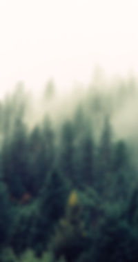 Misty Woodland