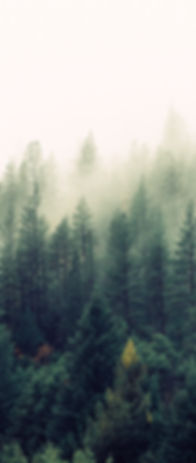 Misty Woodland