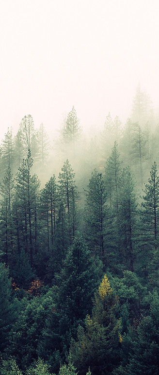 Misty Woodland