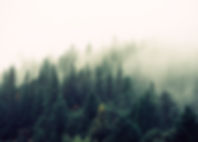 Misty Woodland