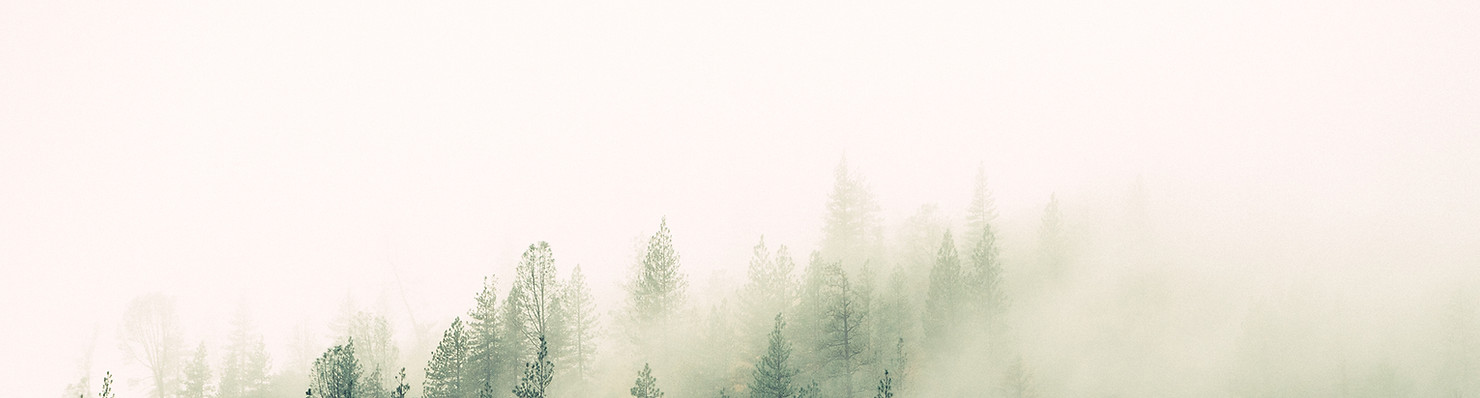 Misty Woodland