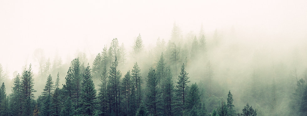 Misty Woodland