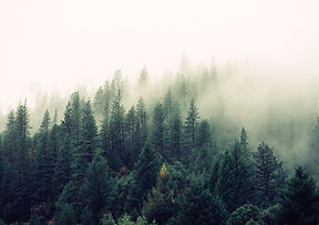Misty Woodland