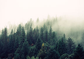 Misty Woodland