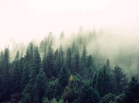 Misty Woodland