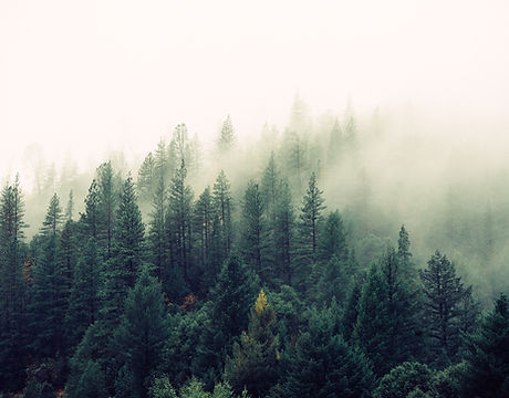 Misty Woodland
